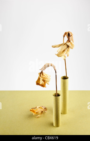 Zwei Narzissen in gelben Papierhülsen getrocknet Stockfoto