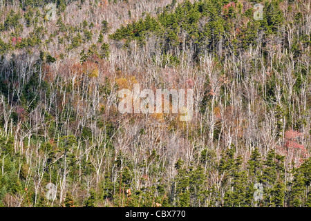 Herbstfarben auf dem Kancamagus Highway in den White Mountains New Hampshire Stockfoto