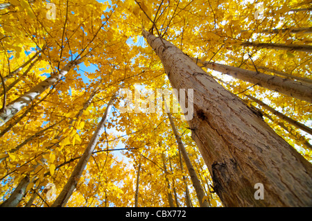 Blick nach oben der Fall Aspen Bäume, Leh Bezirk im Bundesstaat Jammu und Kaschmir, Indien. Stockfoto