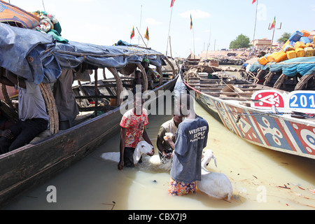 Männer waschen Ziegen, im Hafen von Mopti in Mali, Westafrika Stockfoto