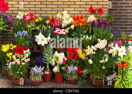 Wand mit Sammlung von bunten Frühlingsblumen in Töpfen und Containern Stockfoto