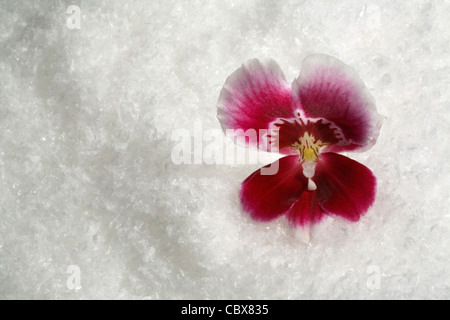 Orchidee Blume in Kunstschnee Stockfoto