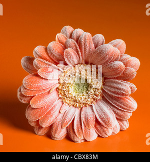 symbolisches Bild zeigt eine Eis bedeckt Gerbera Blume in Orange zurück Stockfoto