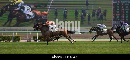 Sha Tin, Hong Kong. Pferderennen Sie und Wetten auf der Rennstrecke des Hong Kong Jockey Club. Stockfoto