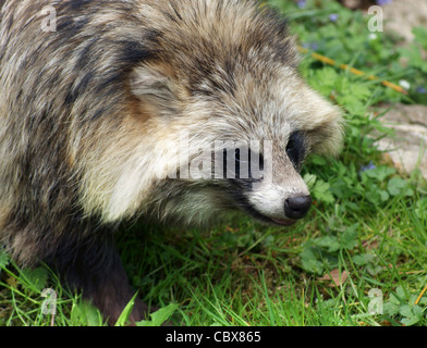 Porträt eines Tanuki in grasbewachsenen Ambiente Stockfoto