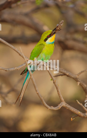 Zinnenkranz Bienenfresser (Merops Hirundineus) mit großen Insekt im Schnabel. Etosha Nationalpark, Namibia. Stockfoto
