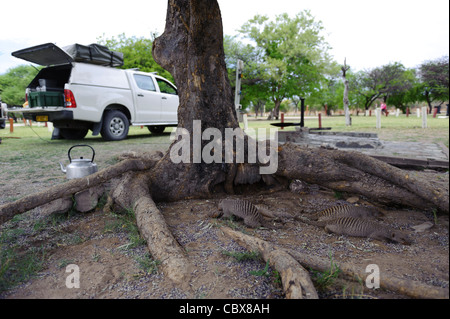Mangusten (Mungos Mungo) eine Rast im Schatten eines Baumes auf dem Campingplatz Halali gebändert. Etosha Nationalpark, Namibia. Stockfoto