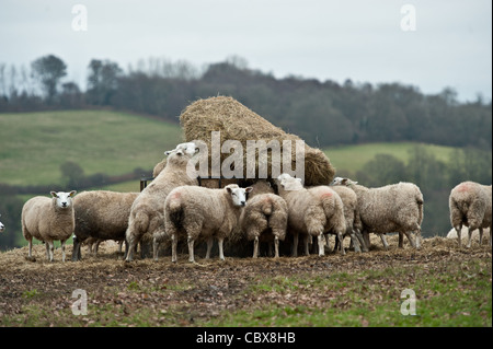 Schafe füttern von Heu Ballen Stockfoto