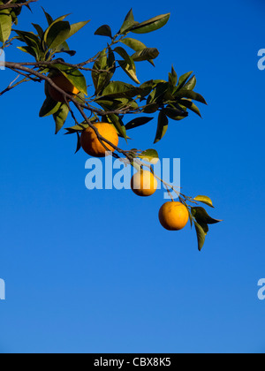 Reifer Orangen in orange Ast vor blauem Himmel Stockfoto
