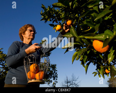 Frau, die an einem sonnigen Tag Orangen an einem blauen Himmel erntet Stockfoto