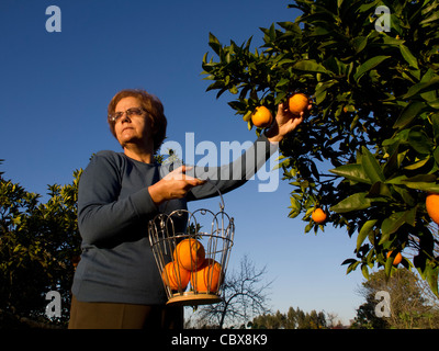 Frau, die an einem sonnigen Tag Orangen an einem blauen Himmel erntet Stockfoto