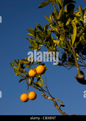Reifer Orangen in orange Ast vor blauem Himmel Stockfoto
