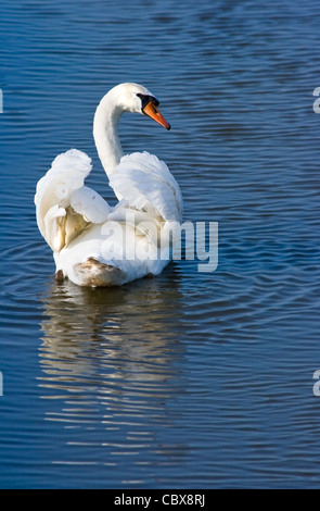 Weiße Höckerschwan oder Cygnus Olor entfernt schwimmen und im Rückblick Stockfoto