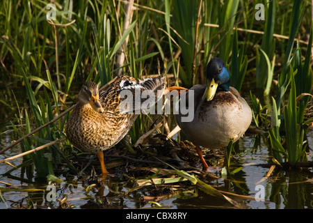 Paar Stockenten oder wilden Enten, die Vorbereitung für die Nacht ruhen auf Nest im april Stockfoto