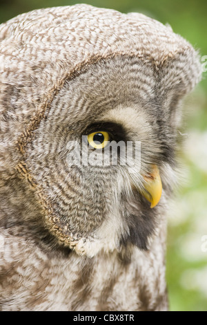 Bartkauz in Seitenansicht Winkel Stockfoto