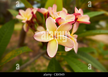 Tropischen gelb rosa Plumeria Blumen Makro. Flachen Fokus Tiefe auf vorderen Blume Stockfoto