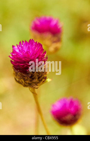 Nahaufnahme von rosa tropische Blumen auf Wiese. Flachen Fokus Tiefe auf vorderen Blume Stockfoto