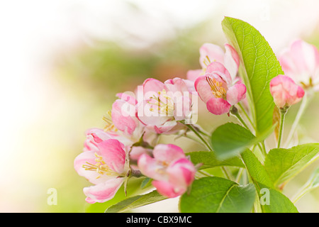 Rosa und weiße Malus 'Red Sentinel' oder Crab Apple Baum Blüte im Frühjahr Stockfoto