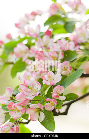 Rosa und weiße Malus 'Red Sentinel' oder Crab Apple Baum Blüte im Frühjahr Stockfoto