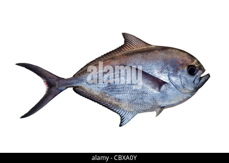 Strahlen Brassen (Brama Brama). Diese Fische werden regelmäßig gefunden tot oder sterbend an den Stränden der Nordsee-Küste von York gespült Stockfoto