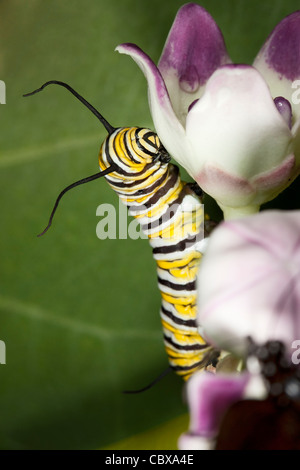 Monarch-Schmetterling Raupe Stockfoto
