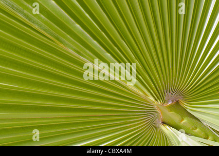 Grüner Hintergrund mit diagonalen erstellt durch eine Nahaufnahme Bild von einem Palmblatt Stockfoto