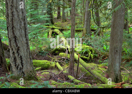 Moos bedeckt umgestürzte Bäume im Regenwald des Pazifischen Nordwestens Stockfoto