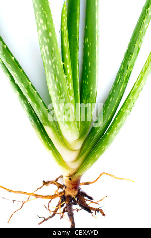 Aloe Vera Pflanze auf weißem Hintergrund Stockfoto