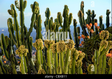 Kakteengarten im Getty Center in Los Angeles Stockfoto