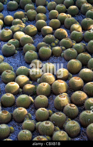 Kakteengarten im Getty Center in Los Angeles Stockfoto