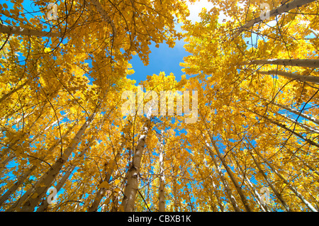 Blick von Herbst Aspen Bäume nach oben Stockfoto