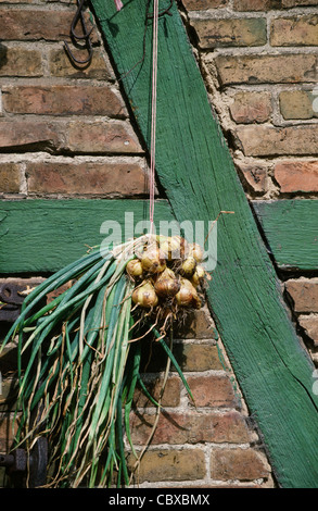 Zwiebeln, Zwiebeln, getrocknet außen an der Fassade eines Fachwerk-Bauernhaus mit grünen Balken und rotem Backstein, Deutschland Stockfoto