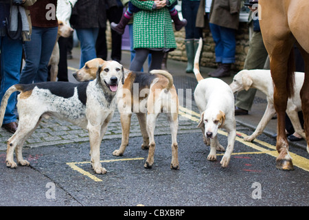 Canis Lupus Familiaris Fox Hounds in das Dorf Chipping Norton für Boxing Day treffen Stockfoto