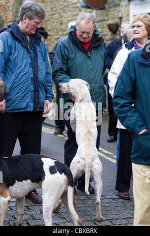 Canis Lupus Familiaris Fox Hounds in das Dorf Chipping Norton für Boxing Day treffen Stockfoto