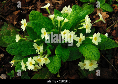 Ein Büschel von zarten Primeln im Frühjahr UK Stockfoto