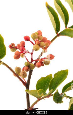 Früchte von Zanthoxylum Piperitum, japanischer Pfefferbaum, Japan Pfeffer Sanshō Stockfoto