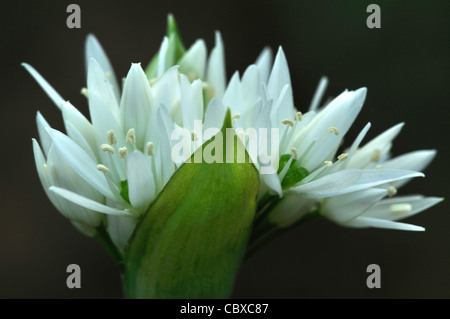 Eine schöne Bärlauch Blume nur Schwellenländer, manchmal bekannt als wilder Knoblauch UK Stockfoto