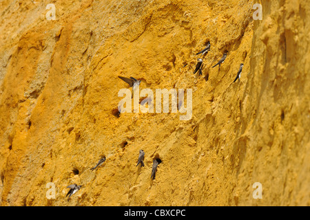 Uferschwalbe (Riparia Riparia) Kolonie gegründet Sand Klippe Stockfoto