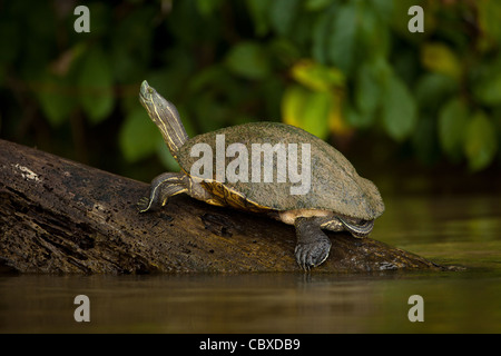 Schieberegler Schildkröte, Chrysemys ornata, auf einem Baumstamm in Gatun See, Doppelpunkt Provinz, Republik Panama. Stockfoto