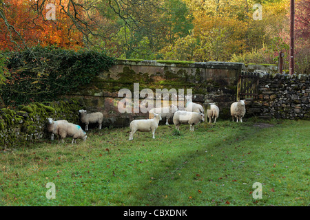 Schafe weiden neben einem beliebten Wanderweg neben dem Fluss Skirfare in Arncliffe, Littondale, Yorkshire, England Stockfoto