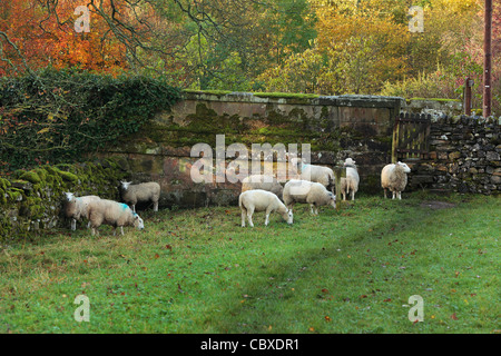 Schafe weiden neben einem beliebten Wanderweg neben dem Fluss Skirfare in Arncliffe, Littondale, Yorkshire, England Stockfoto