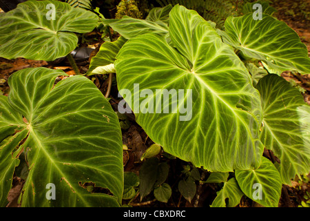 Große Blätter im Regenwald von Altos de Campana Nationalpark, Provinz Panama, Republik von Panama. Stockfoto
