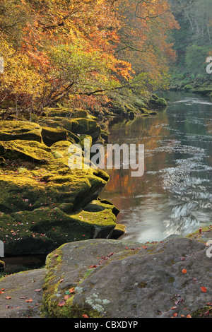 Schöne Herbst Farbe in der Nähe von The Strid in Wharfedale, Yorkshire, England Stockfoto