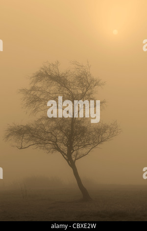 Geheimnisvolles späten Herbst Licht leuchtet durch einen nebligen Feld in der Nähe von Blubberhouses in Yorkshire, England Stockfoto