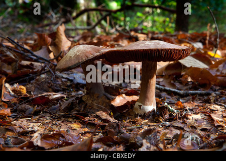 Nahaufnahme der Pilze in der Sipsey Wüste, Bankhead National Forest of Alabama Stockfoto