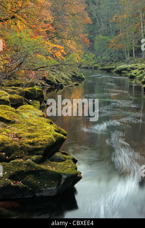 Schöne Herbst Farbe in der Nähe von The Strid in Wharfedale, Yorkshire, England Stockfoto