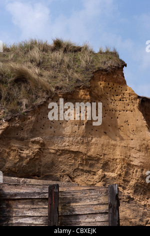 Felswand mit Sand Martin (Riparia Riparia) Verschachtelung Kolonie Gruben Löcher. Happisburgh. North Norfolk. Stockfoto