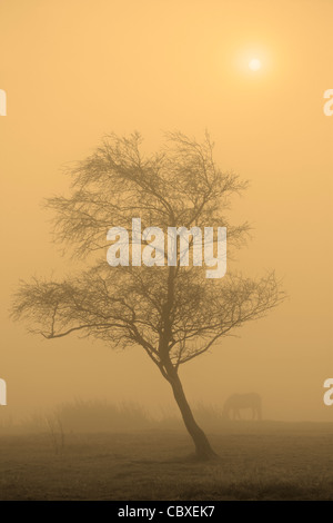 Geheimnisvolles späten Herbst Licht leuchtet durch einen nebligen Feld in der Nähe von Blubberhouses in Yorkshire, England Stockfoto