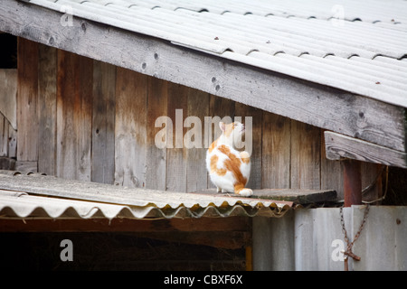 Orange, weiße Katze auf dem Dach des Hauses ruht kratzen und Stockfoto