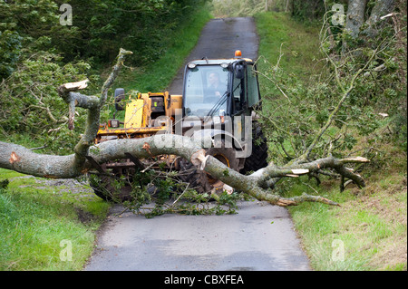 ausgewachsenen Baum gefallen auf Straßenseite im Sturm von Landwirt mit einem Lader verschoben wird. Stockfoto